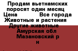 Продам вьетнамских поросят,один месяц › Цена ­ 3 000 - Все города Животные и растения » Другие животные   . Амурская обл.,Мазановский р-н